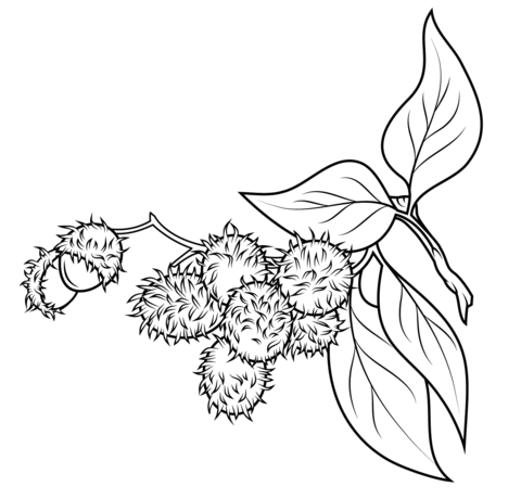 Rambutan Branch Coloring Page